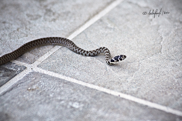 Identificazione di un serpente